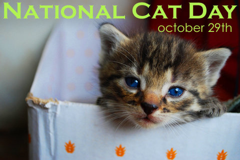October 29 is National Cat Day