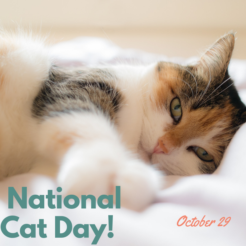 October 29 is National Cat Day!
