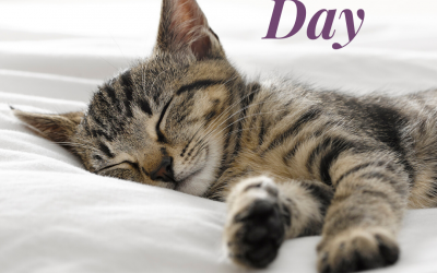 March 9 is Napping Day!