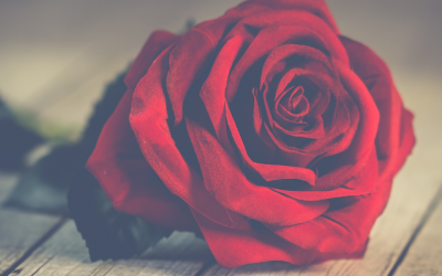 National Red Rose Day (June 12)