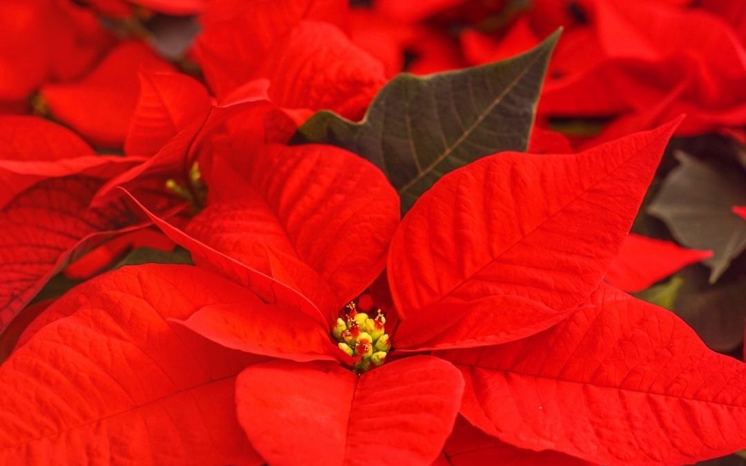 National Poinsettia Day 2021! (Dec. 12)