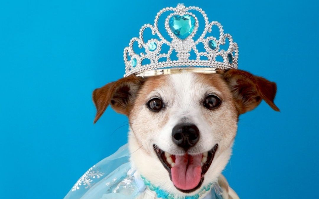 National Dress Up Your Pet Day 2022! (Jan. 14)